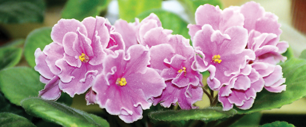 african_violet