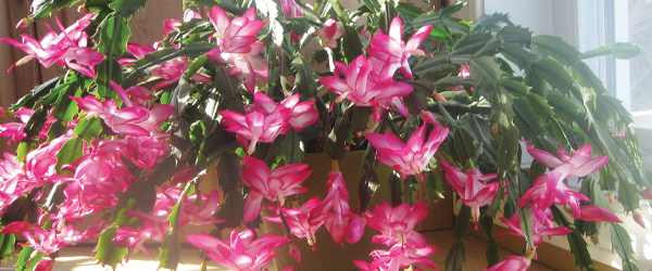 christmas_cactus