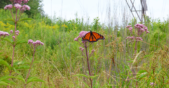 uplands_pollinator